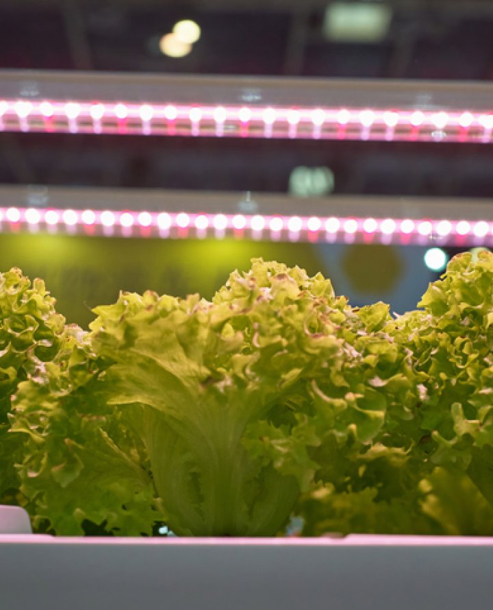 Krulsla onder grow-lights